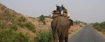 elephant on a walk